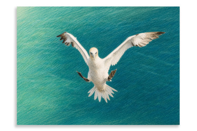 Not So Graceful Gannet - Artistic
